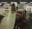 Alpacaryonal11111