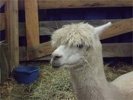 Alpacayronl1111
