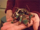 Crabbytiny3409