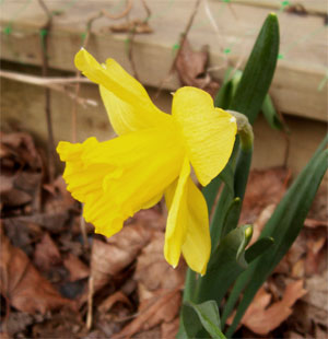 Daffodil2604