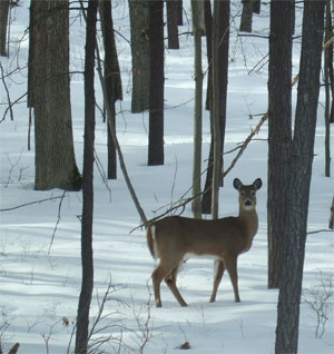 Deerlooking10203