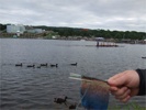 Ducksregattatoo0808