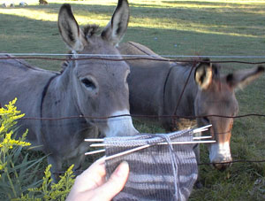 Donkeys