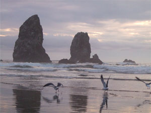 Oregoncoastwbirds
